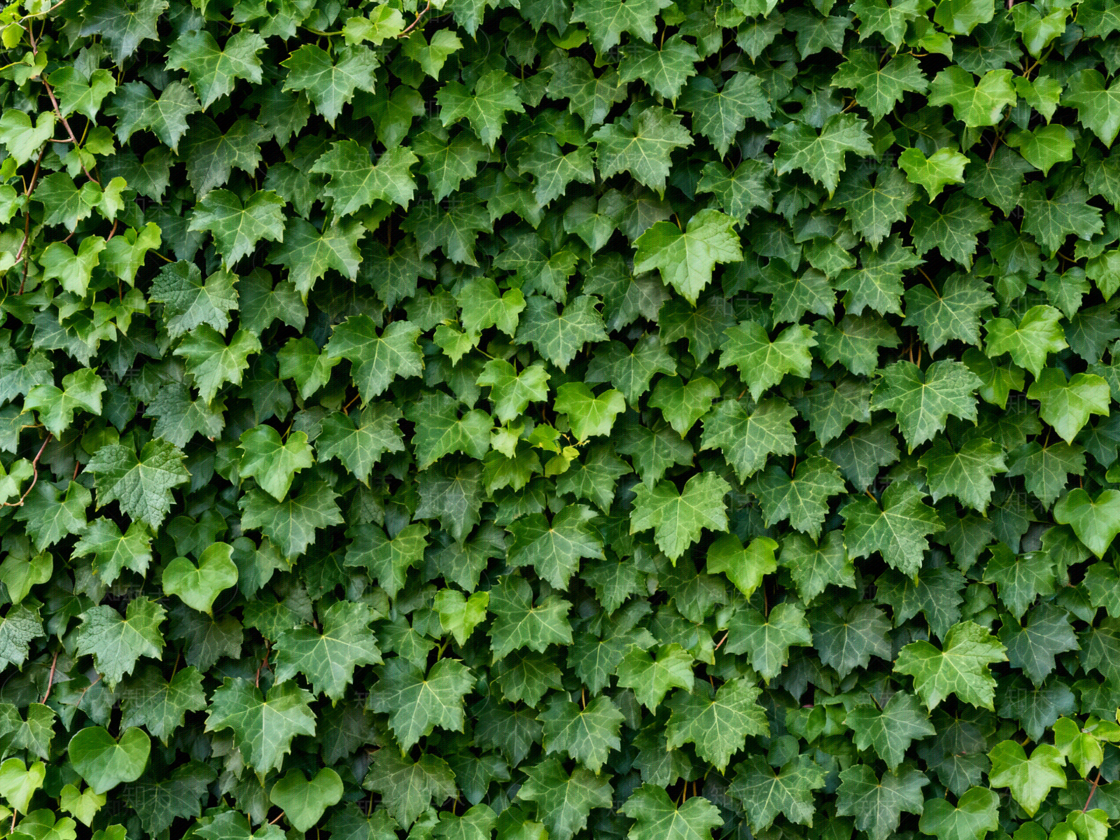 现代绿植墙贴图下载【ID:1204378401】