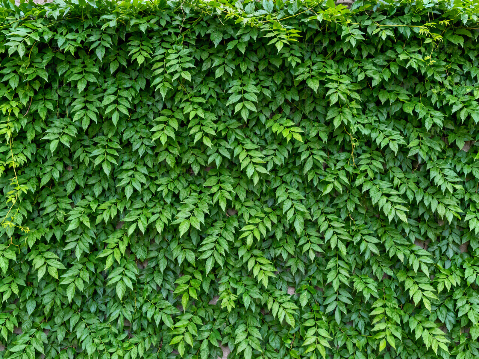 现代绿植墙贴图下载【ID:1204378621】