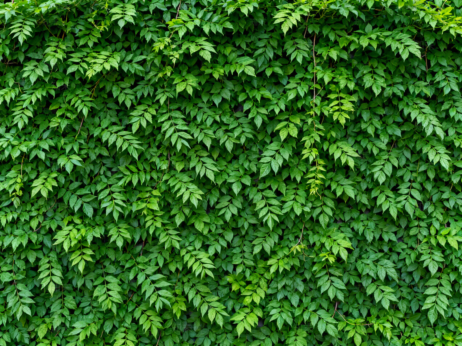 现代绿植墙贴图下载【ID:1204378763】