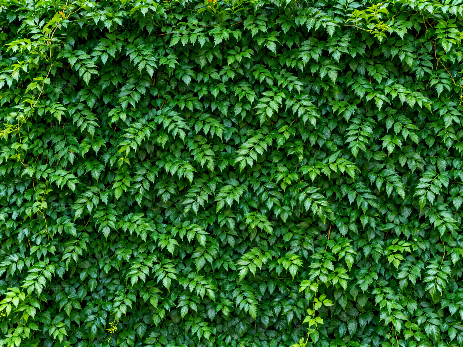 现代绿植墙贴图下载【ID:1204378994】