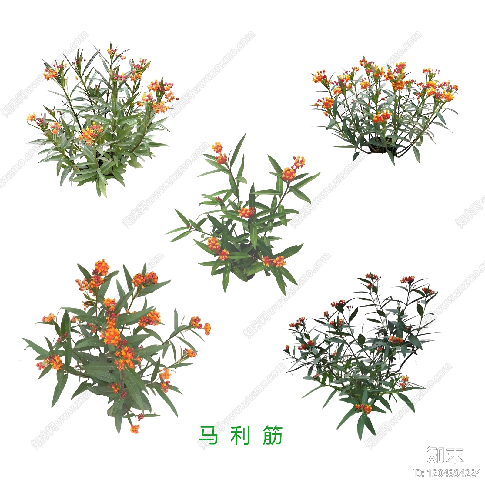 现代其他花草下载【ID:1204394224】