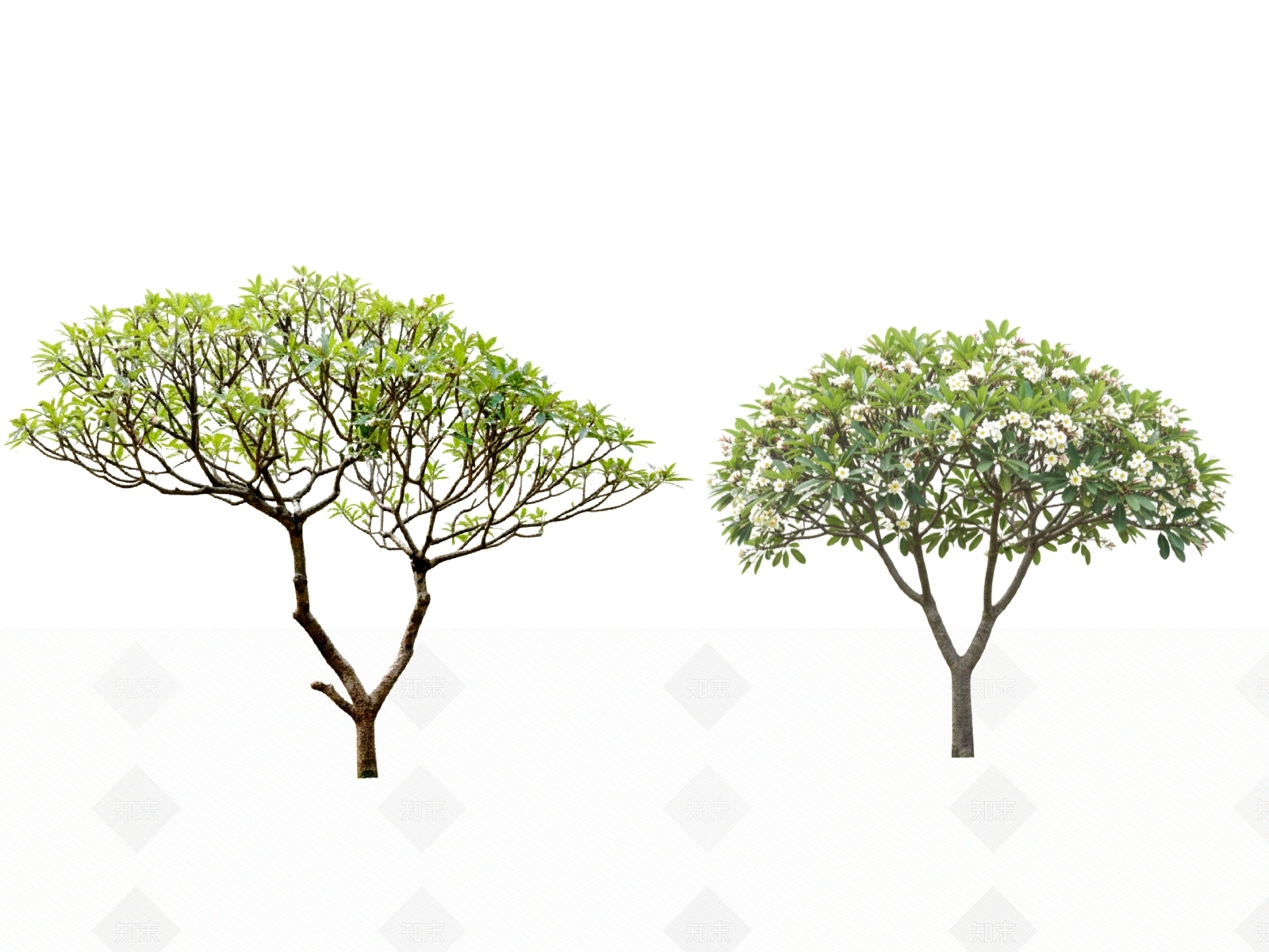乔木SU模型下载【ID:1204816264】