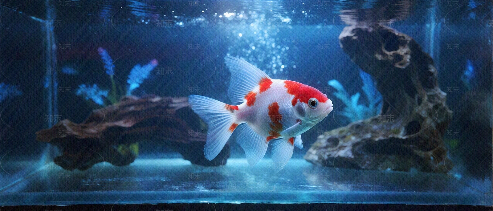 现代鱼缸贴图下载【ID:1204789015】