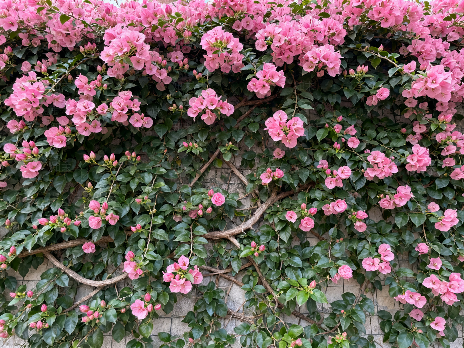 现代绿植墙贴图下载【ID:1204865166】