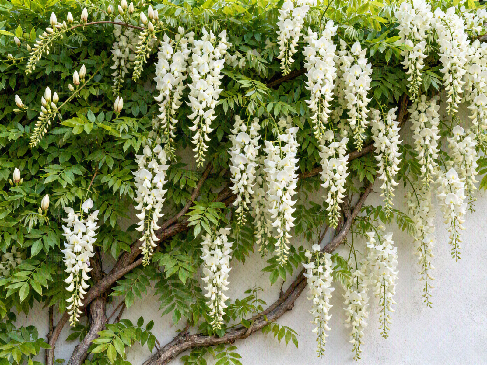 现代绿植墙贴图下载【ID:1204874152】
