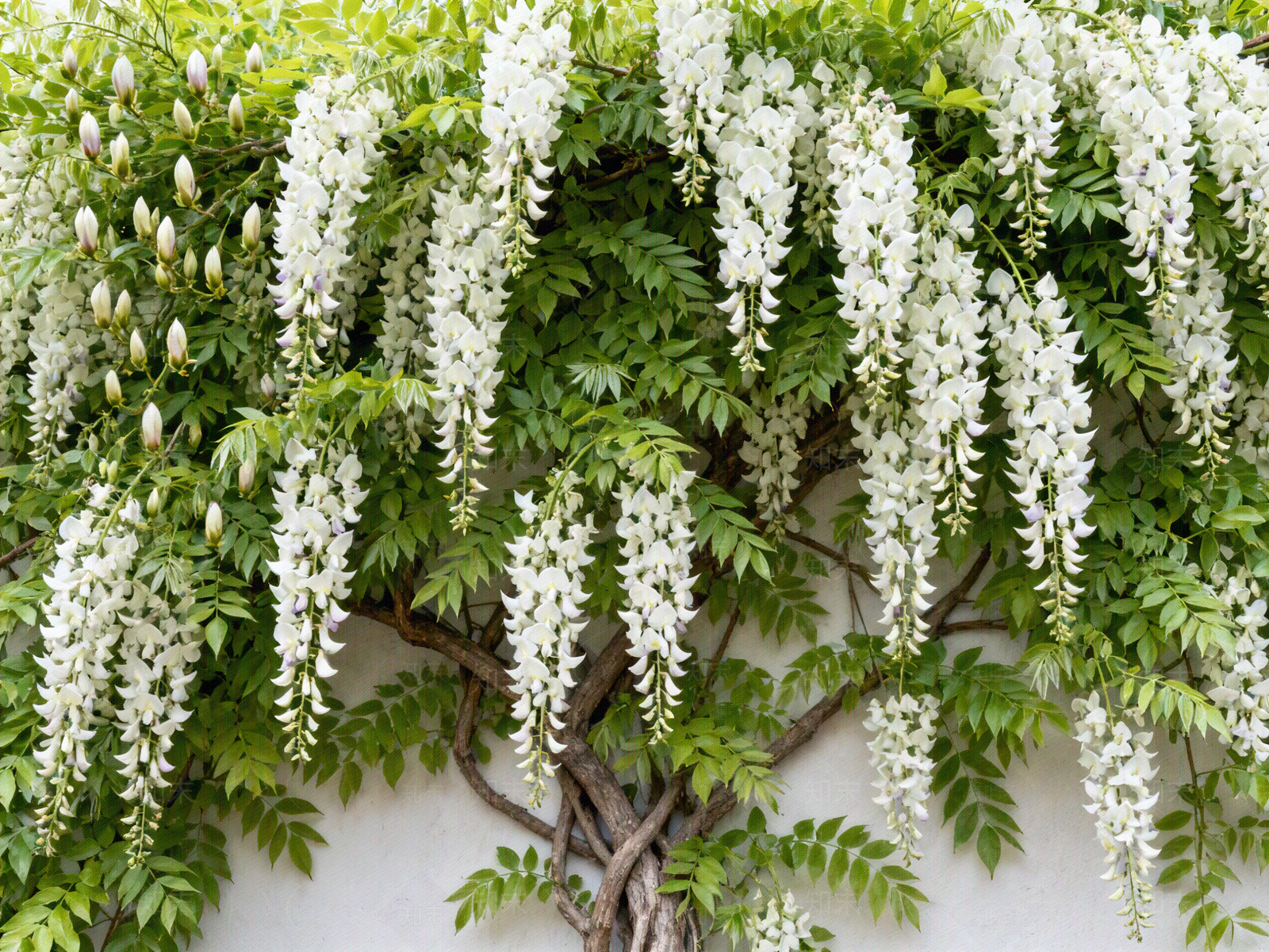 现代绿植墙贴图下载【ID:1204874198】