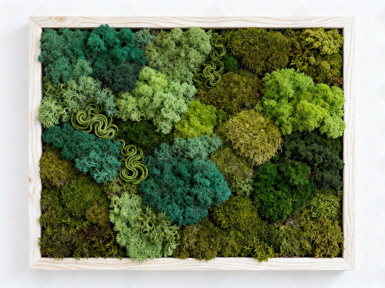 苔藓纹理高清贴图材质