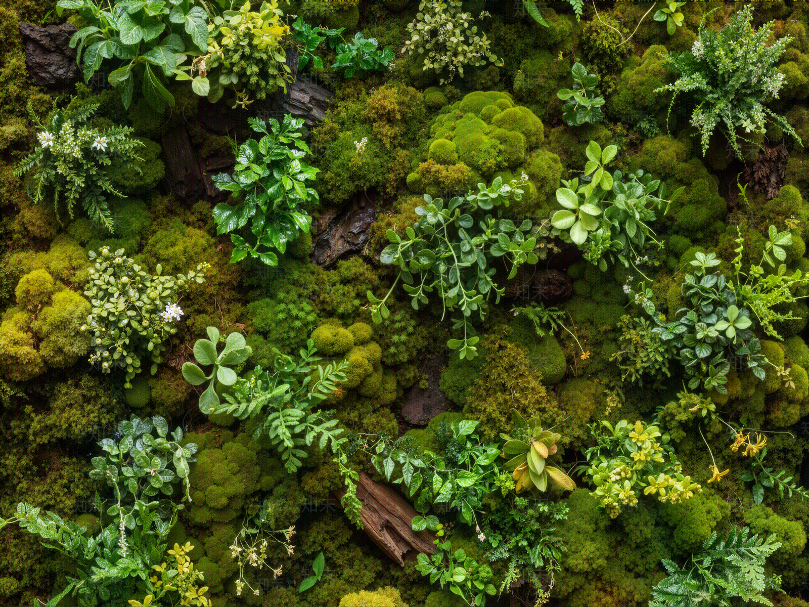 苔藓纹理高清贴图材质