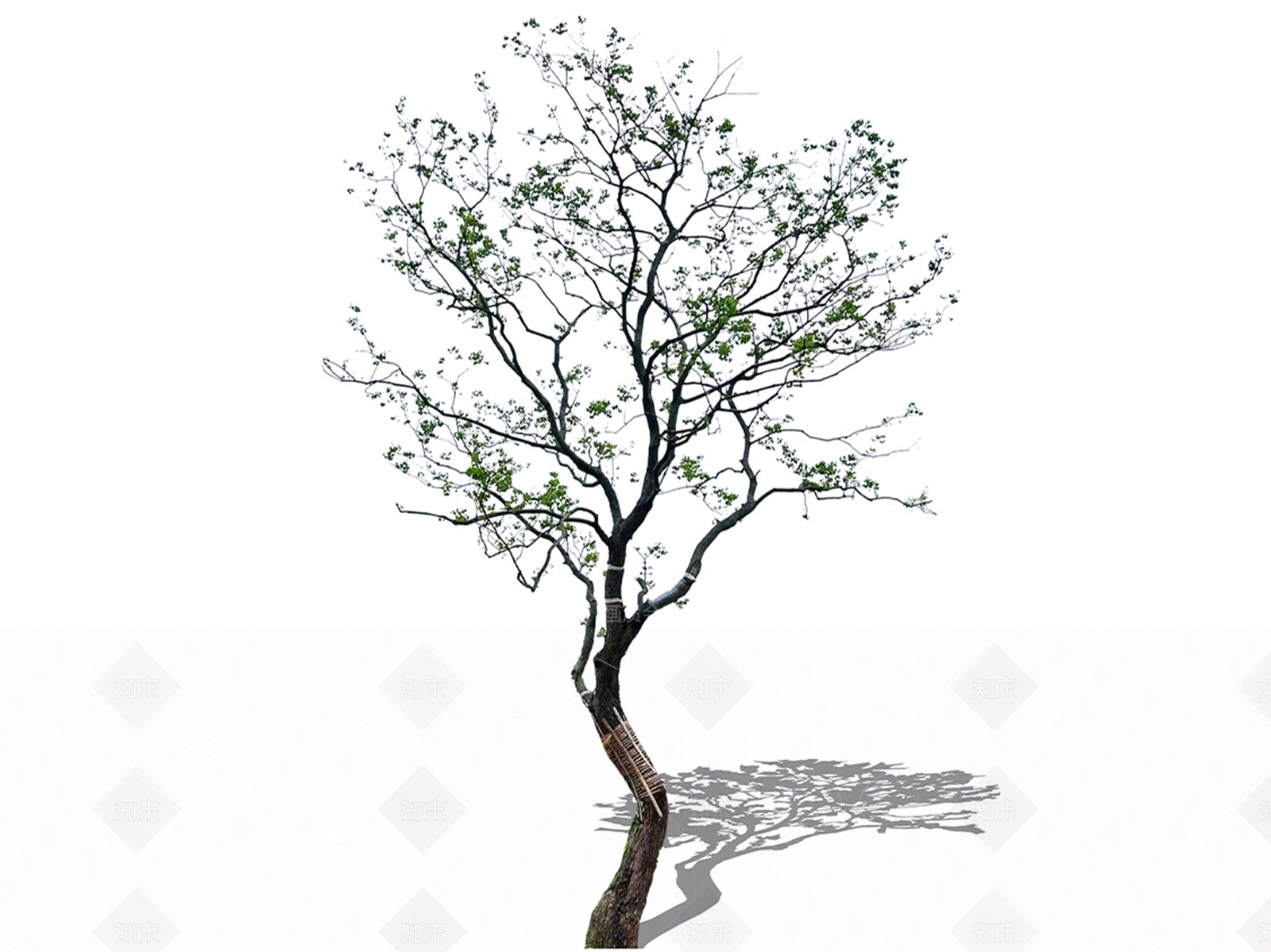 乔木SU模型下载【ID:1205139197】