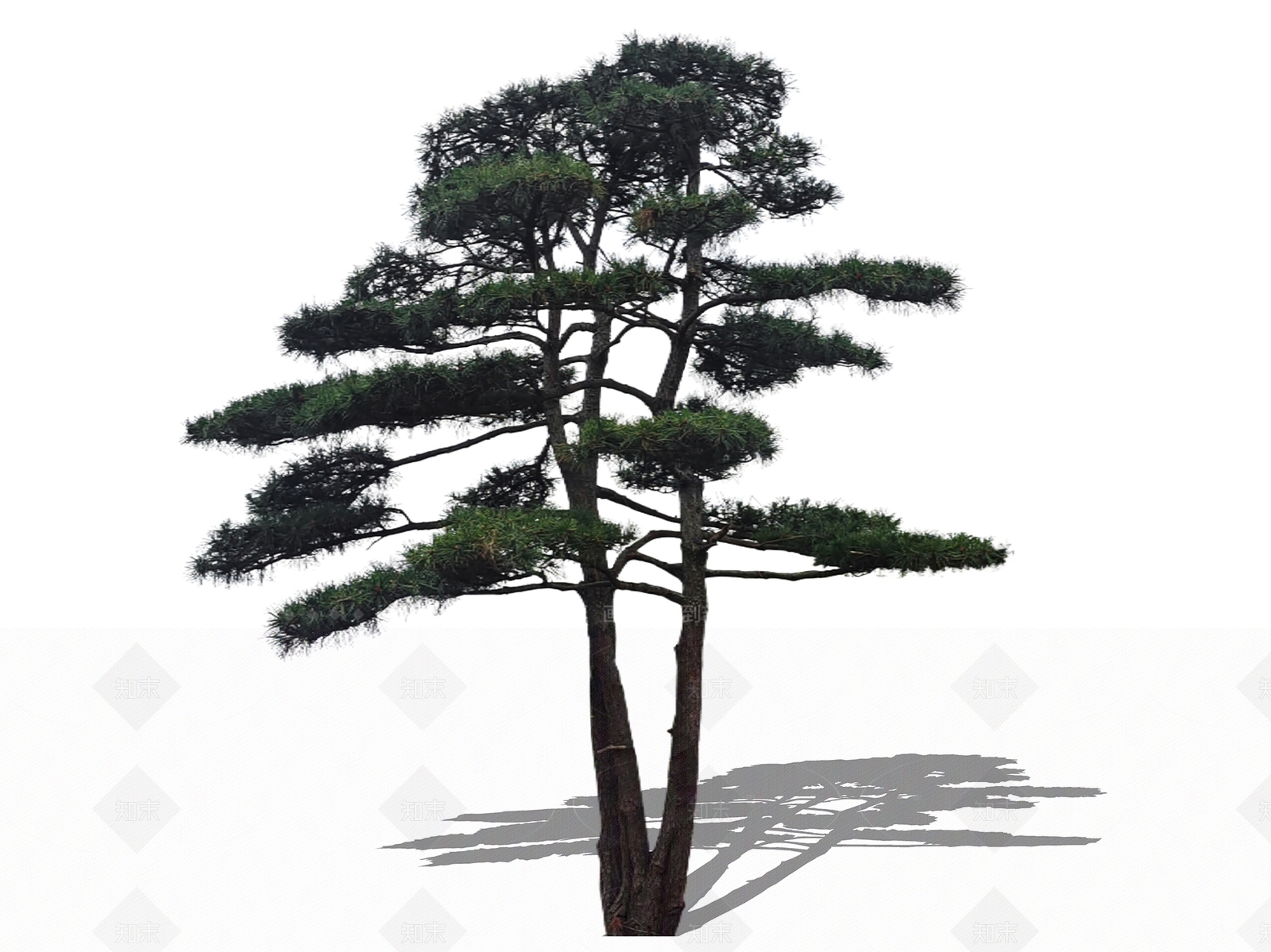 乔木SU模型下载【ID:1205278578】