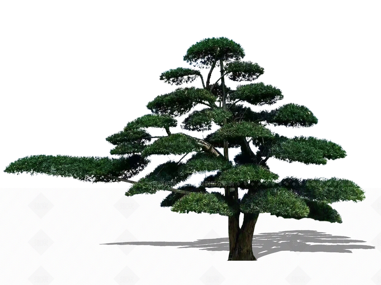 乔木SU模型下载【ID:1205297103】