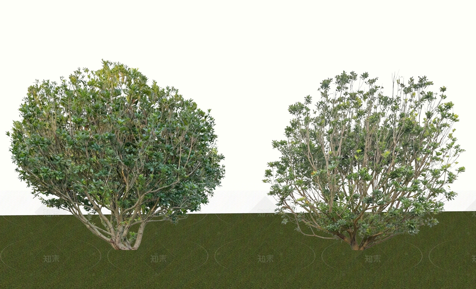 乔木SU模型下载【ID:1205382526】