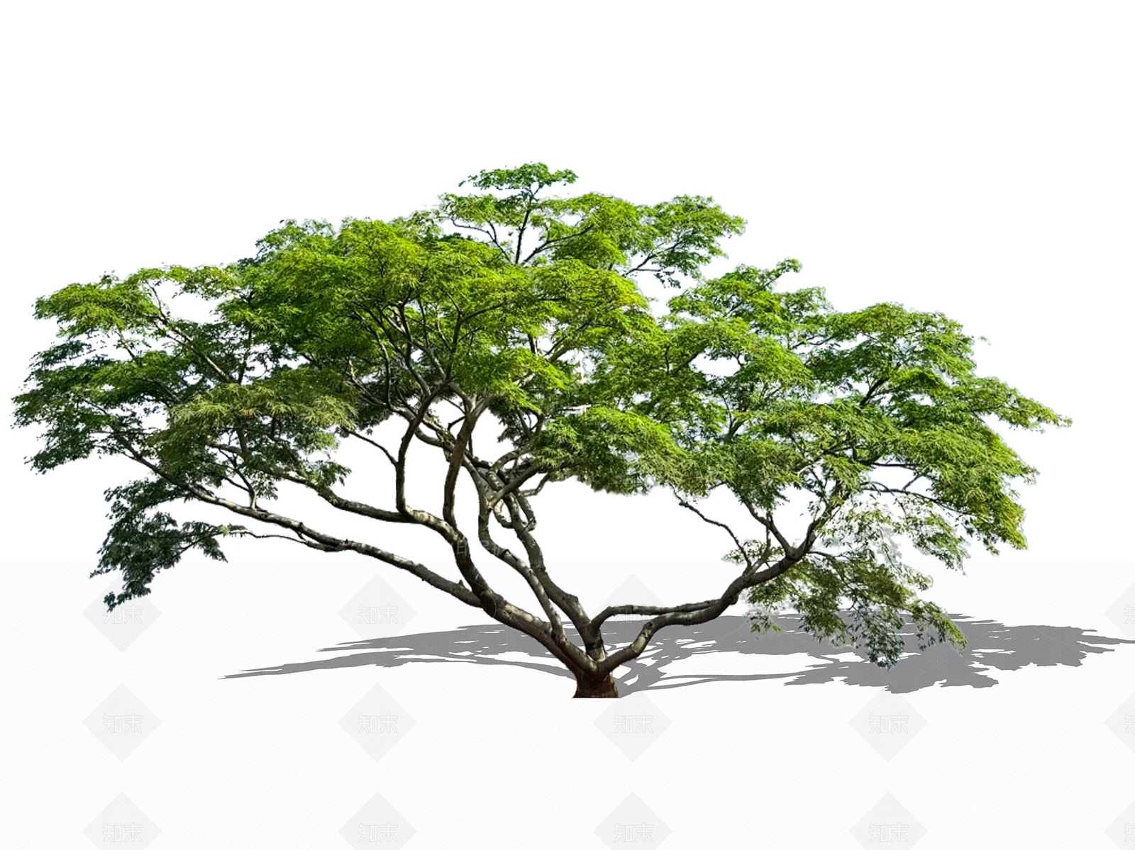 乔木SU模型下载【ID:1205382633】