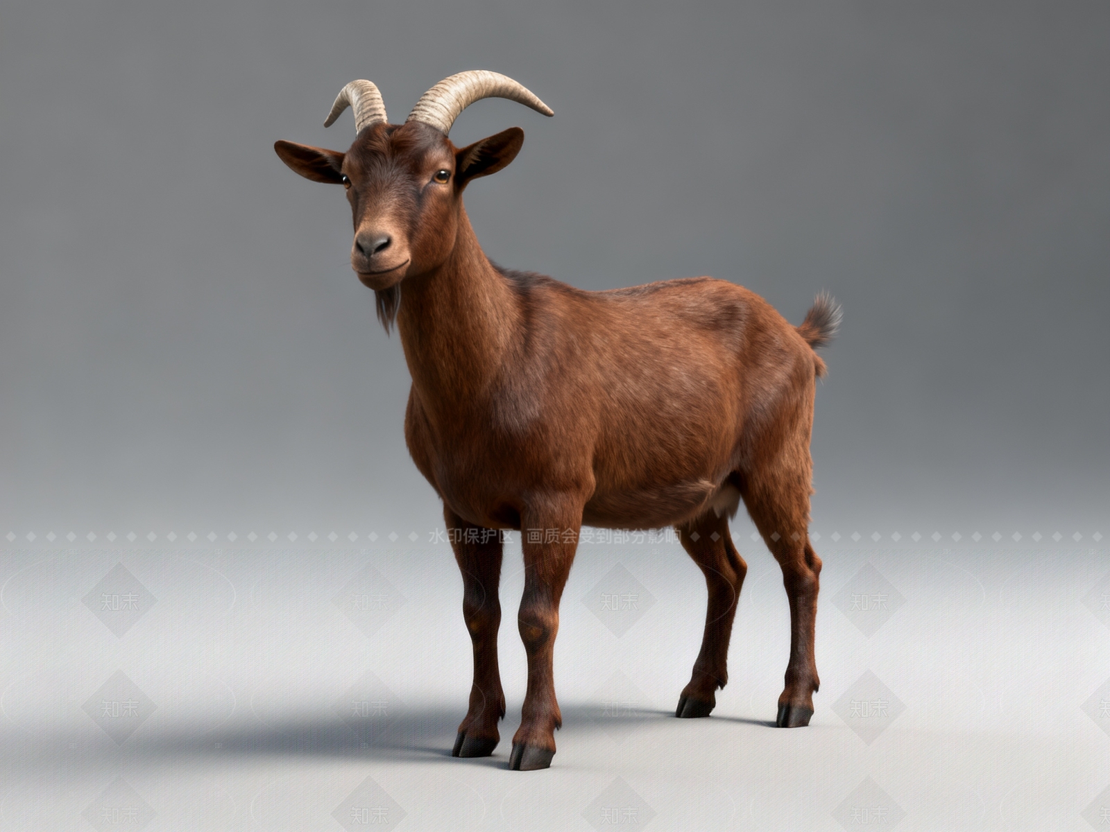 家禽动物SU模型下载【ID:1205422554】