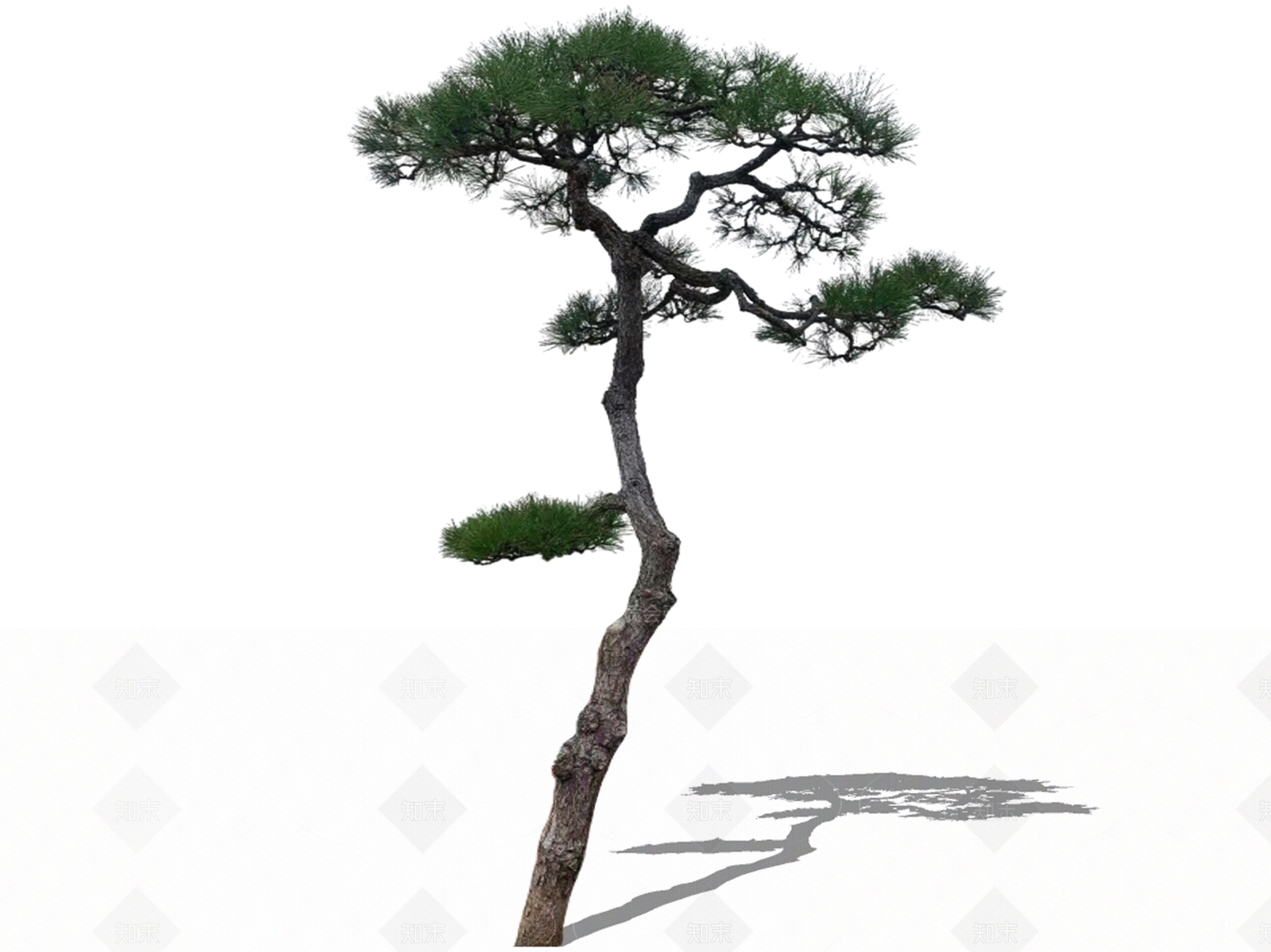 乔木SU模型下载【ID:1206526754】