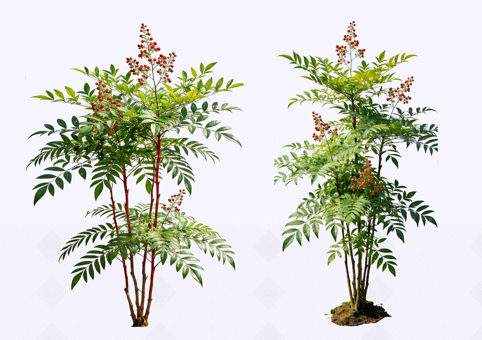 竹子SU模型下载【ID:1207665822】