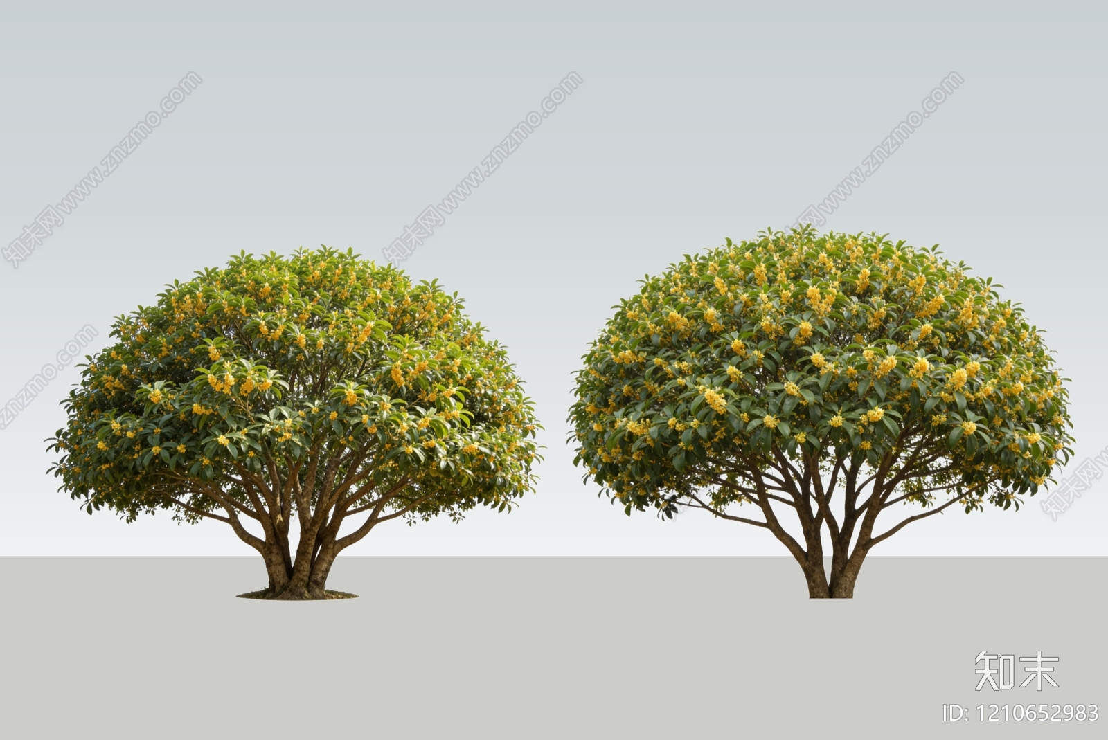 乔木SU模型下载【ID:1210652983】