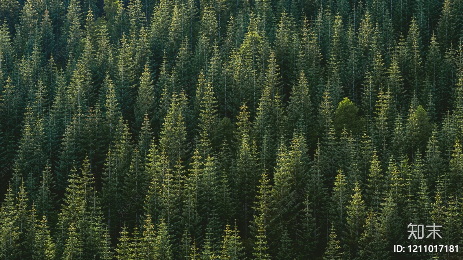 北欧森林贴图下载【ID:1211017181】