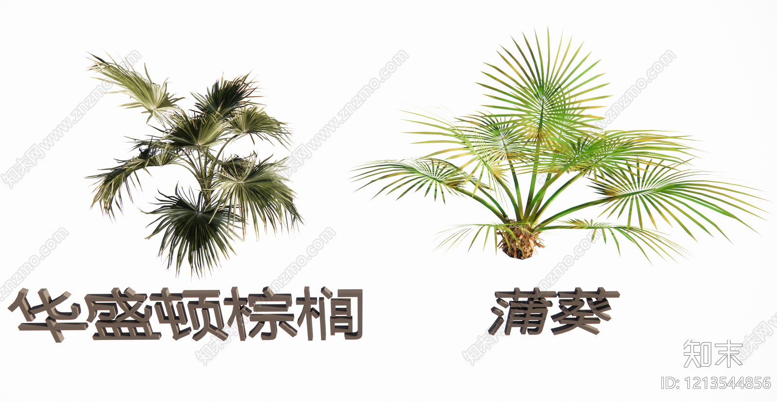 蒲葵类扇叶棕榈SU模型下载【ID:1213544856】