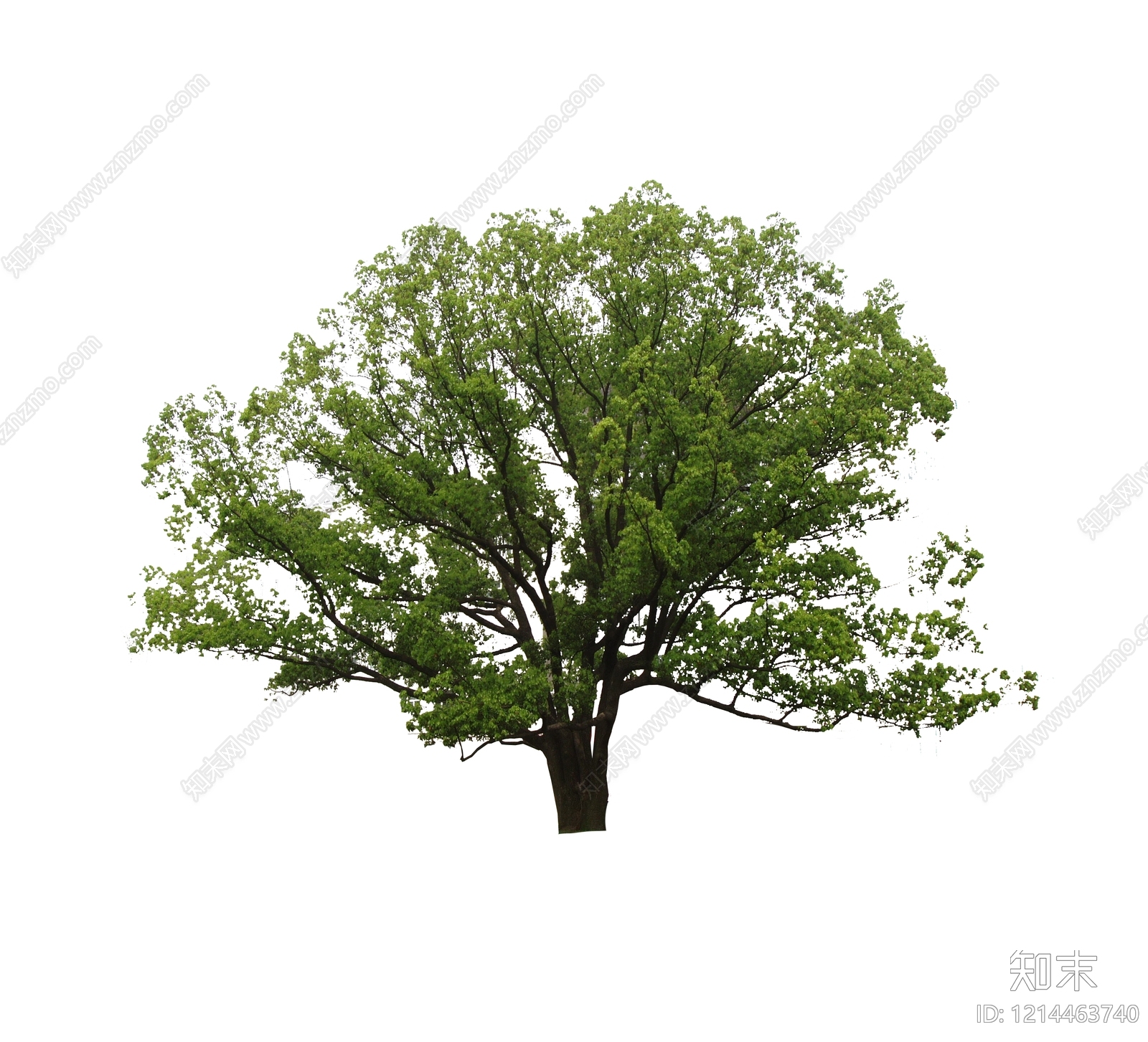 新中式景观乔木SU模型下载【ID:1214463740】