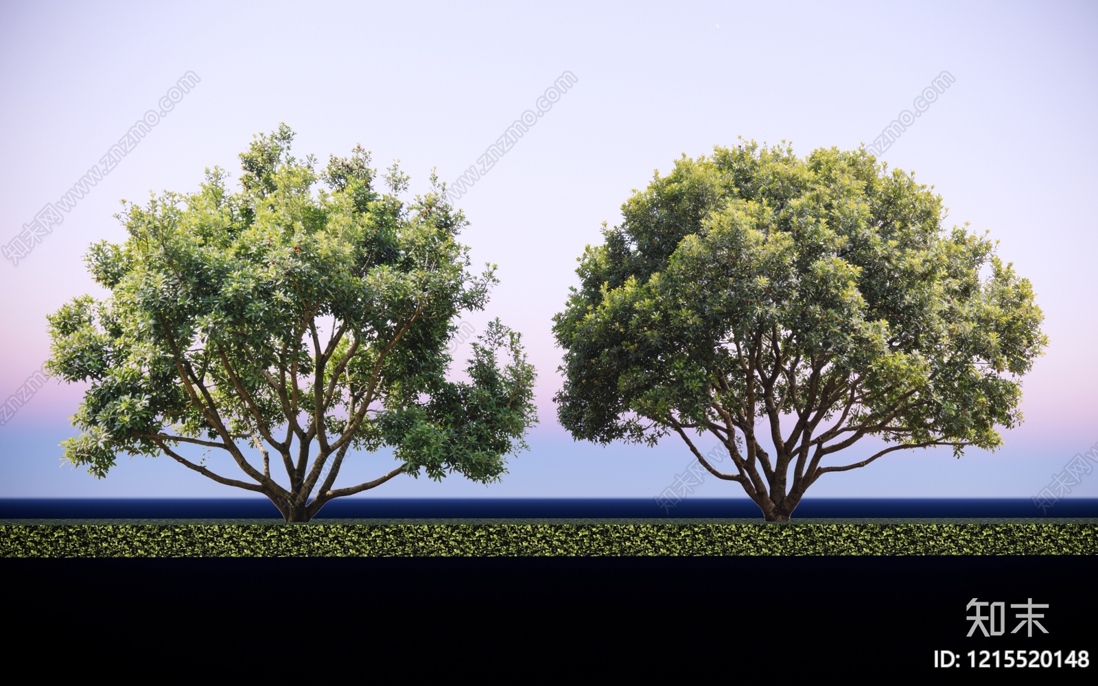 2D精品杨梅树SU模型下载【ID:1215520148】