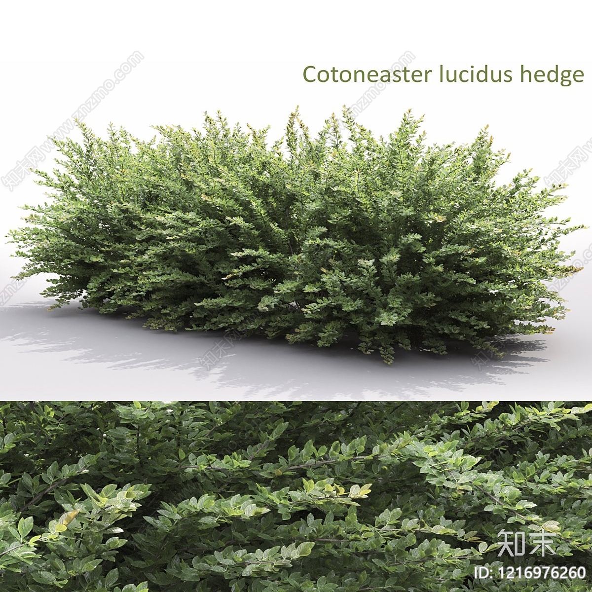 现代主义景观草本植物3D模型渲染效果图