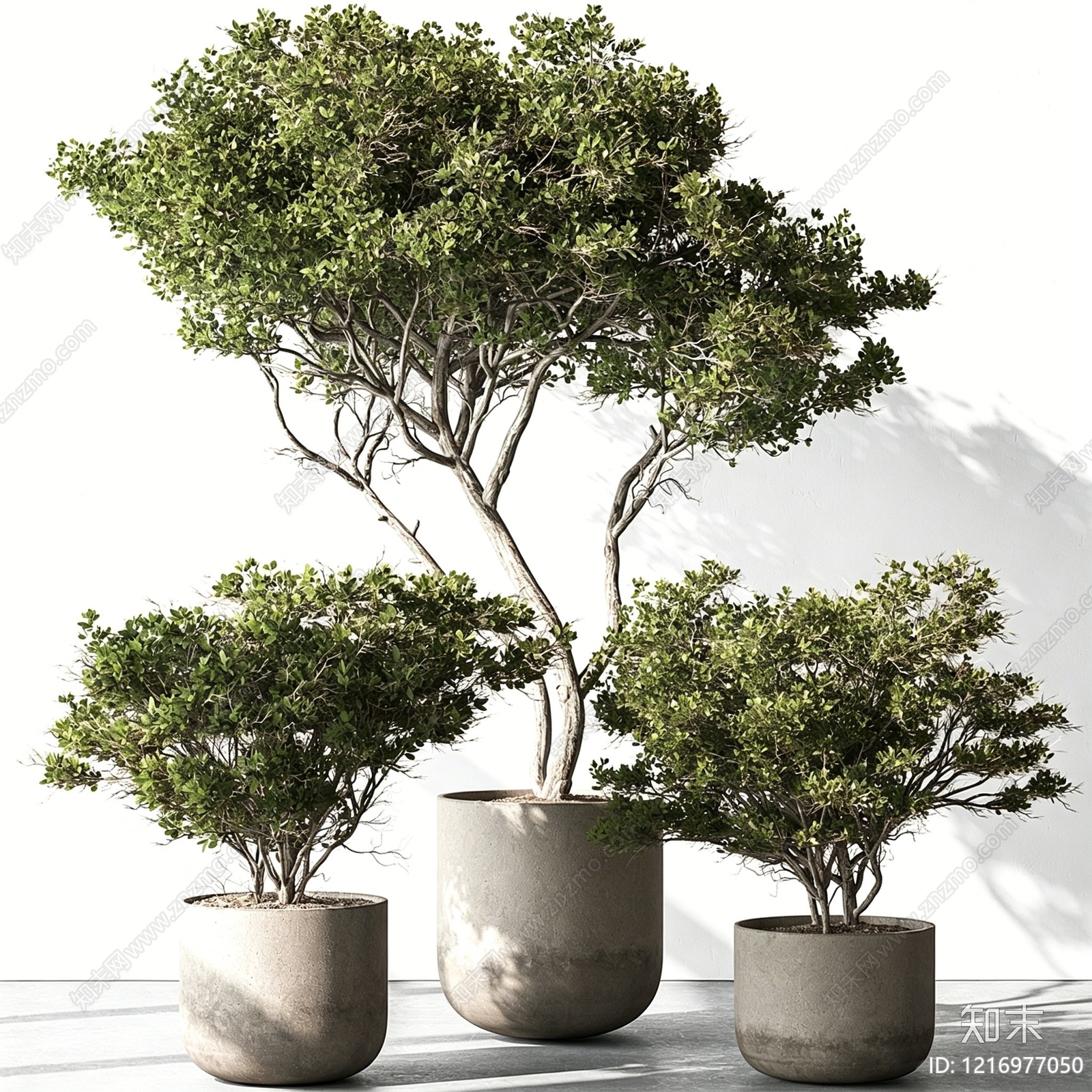 极简盆景3D模型渲染效果图