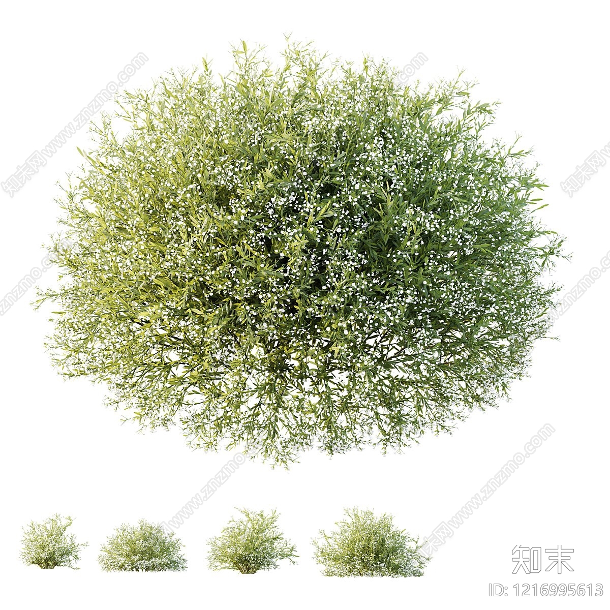 自然主义景观草本植物3D模型渲染效果图