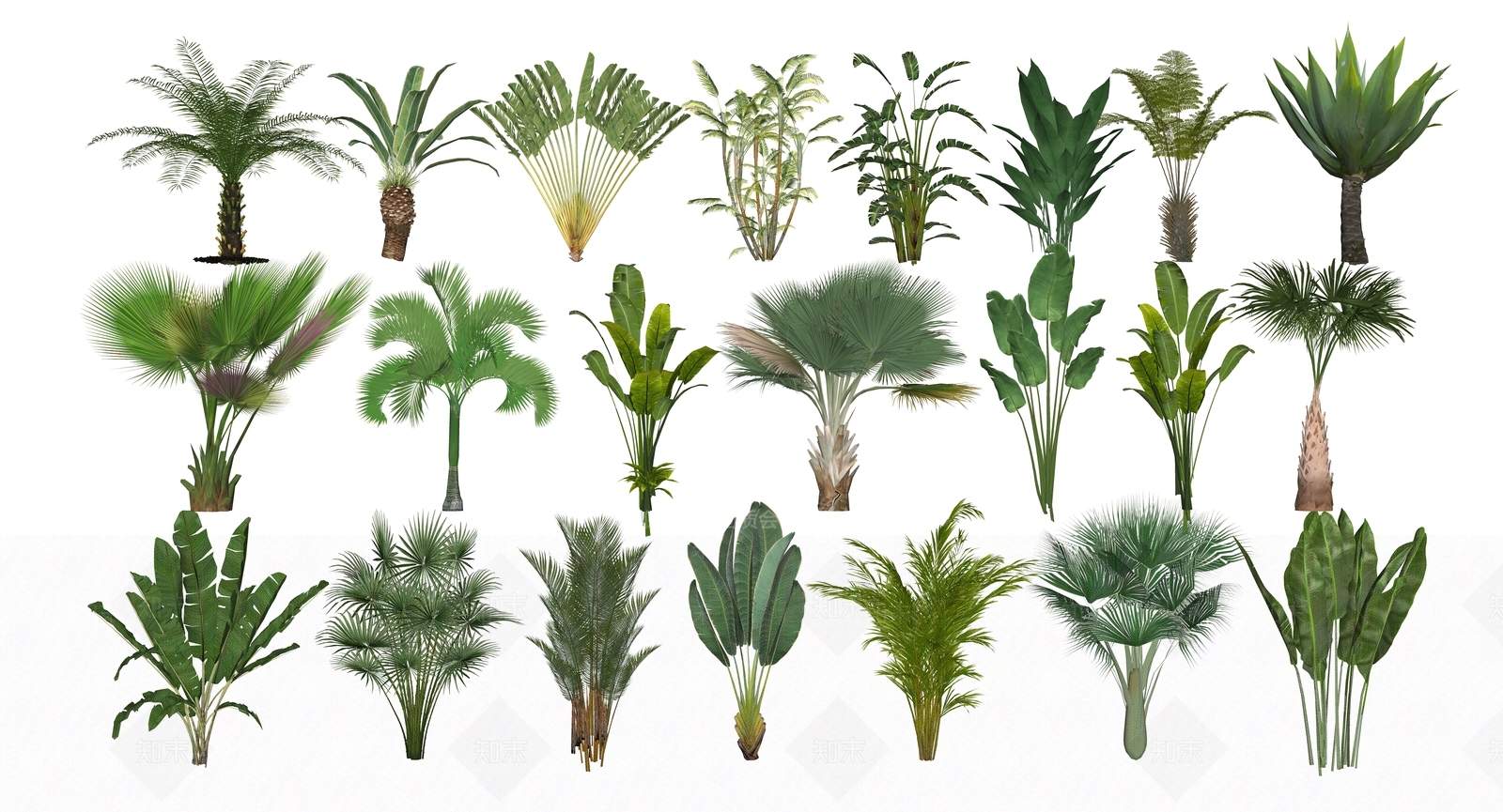 热带植物景观植物SU模型草图