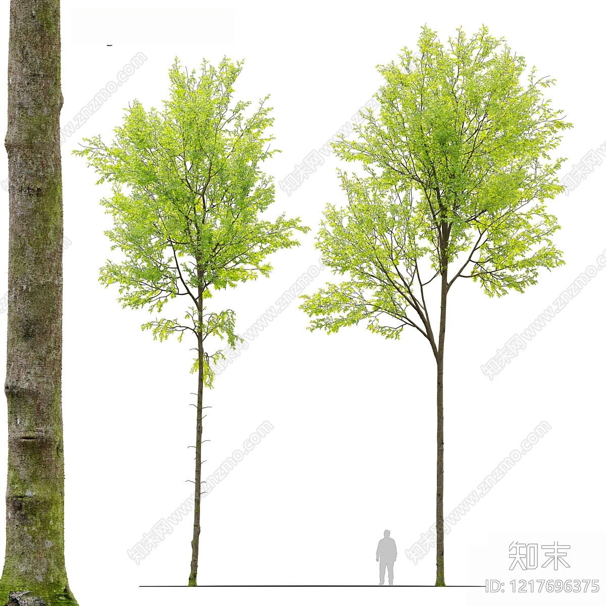 现代主义景观乔木3D模型下载【ID:1217696375】
