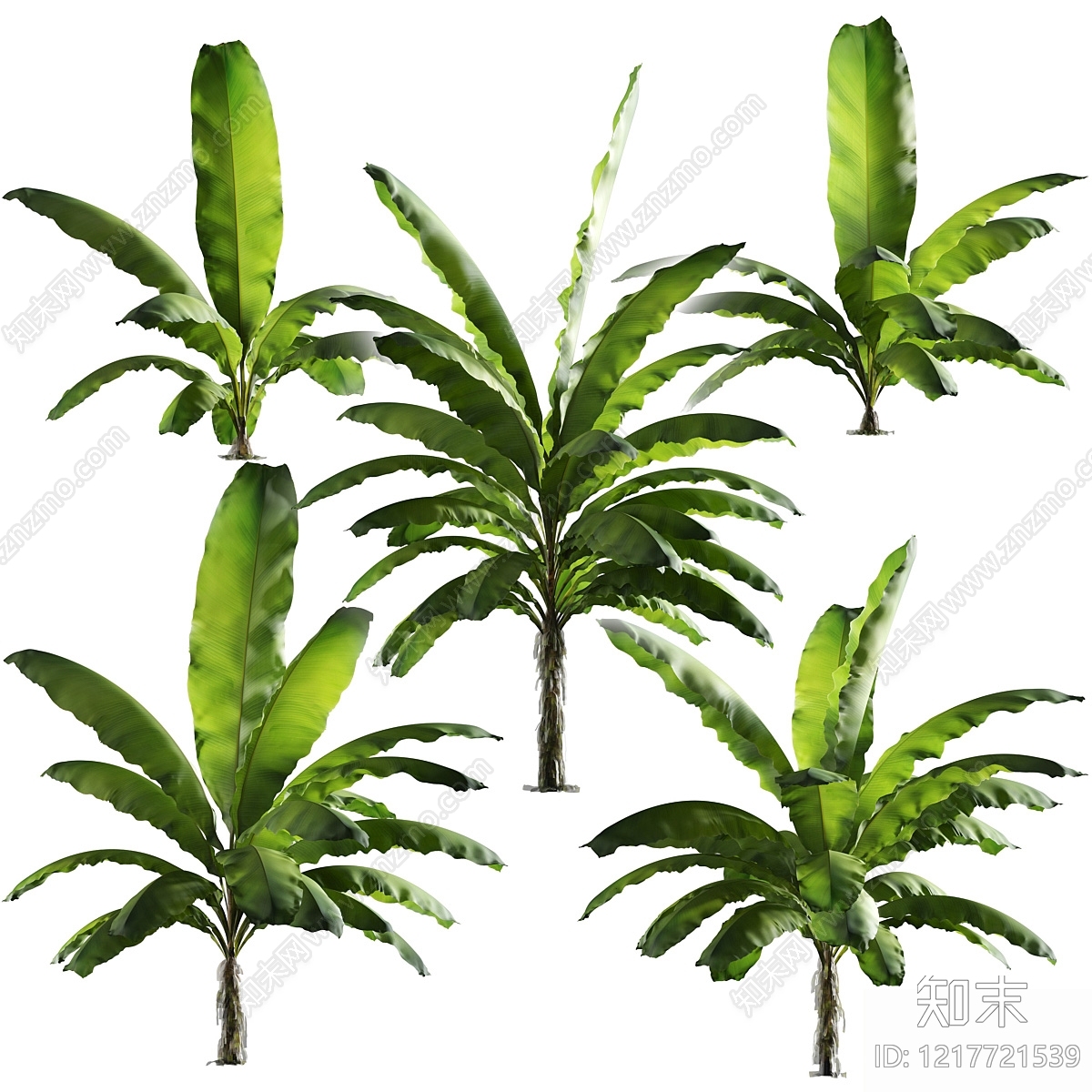 热带植物景观风格景观树3D模型渲染效果图