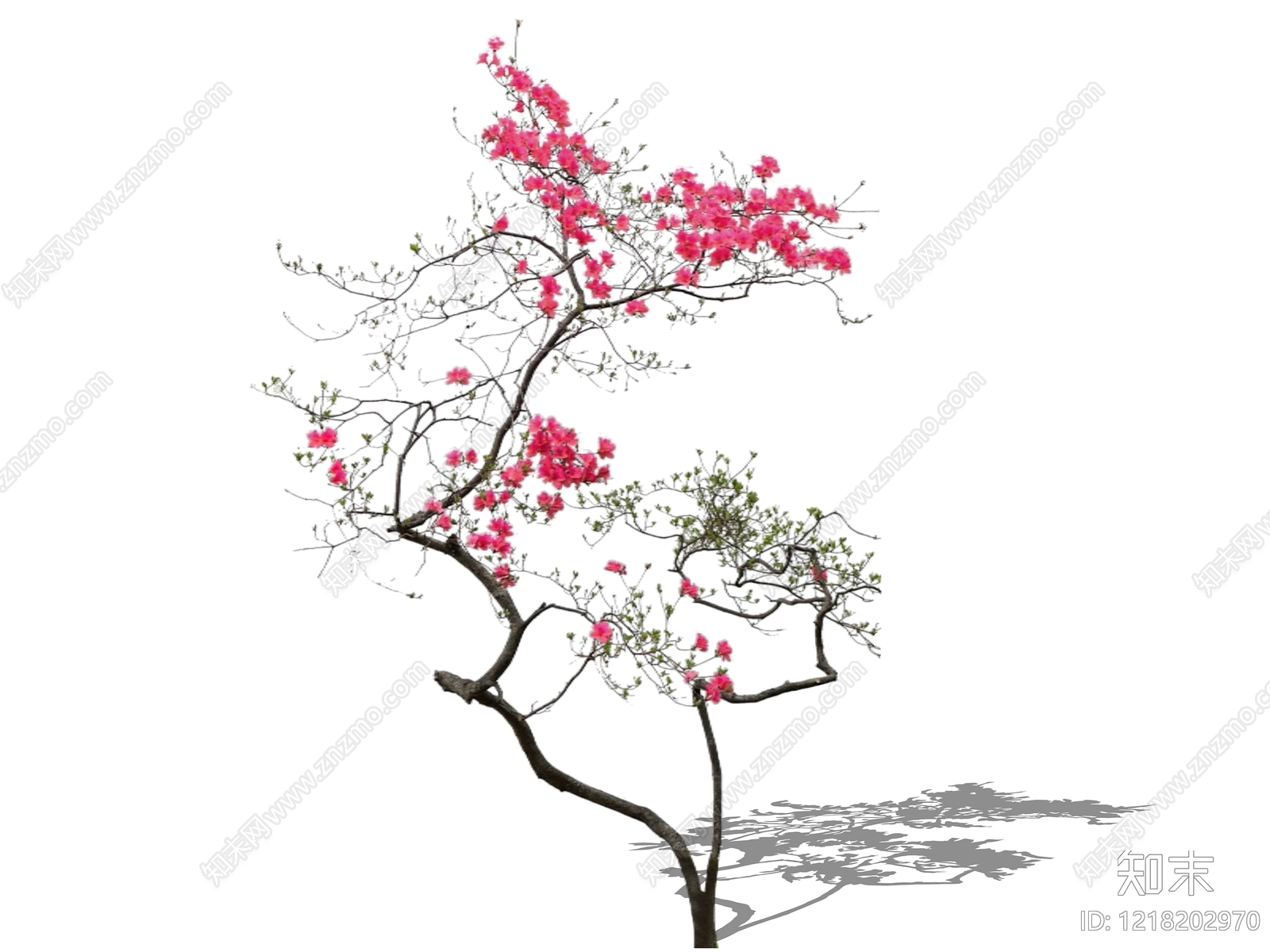 日式枯山水乔木SU模型下载【ID:1218202970】