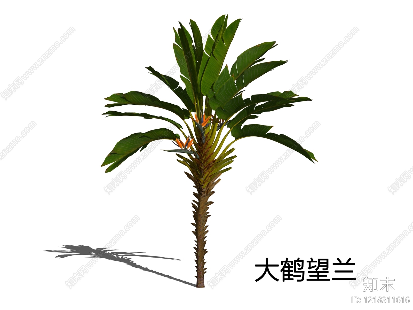 热带植物景观草本植物SU模型草图