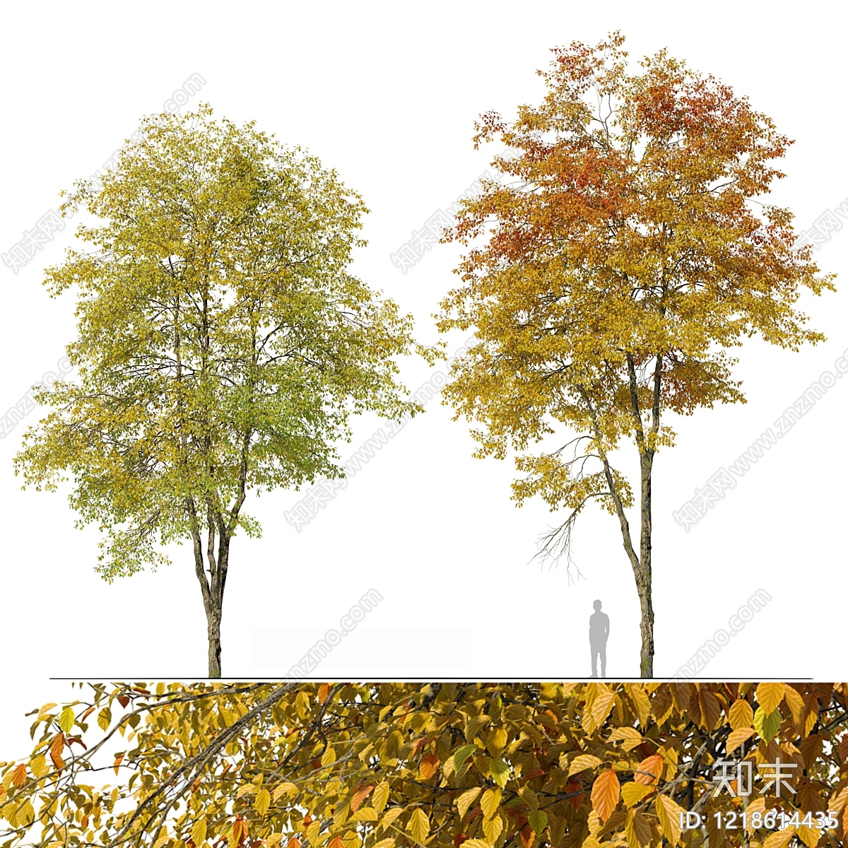自然写实乔木3D模型下载【ID:1218614435】