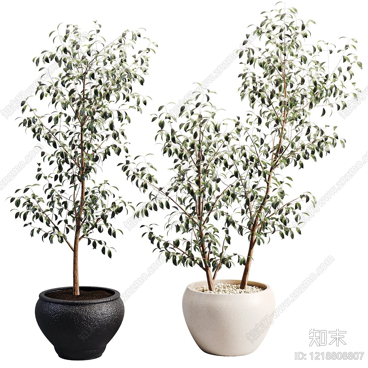现代简约盆景3D模型渲染效果图