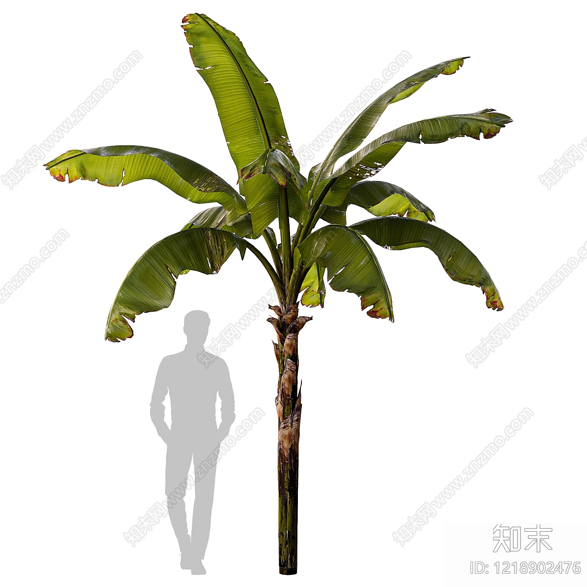 null草本植物3D模型下载【ID:1218902476】