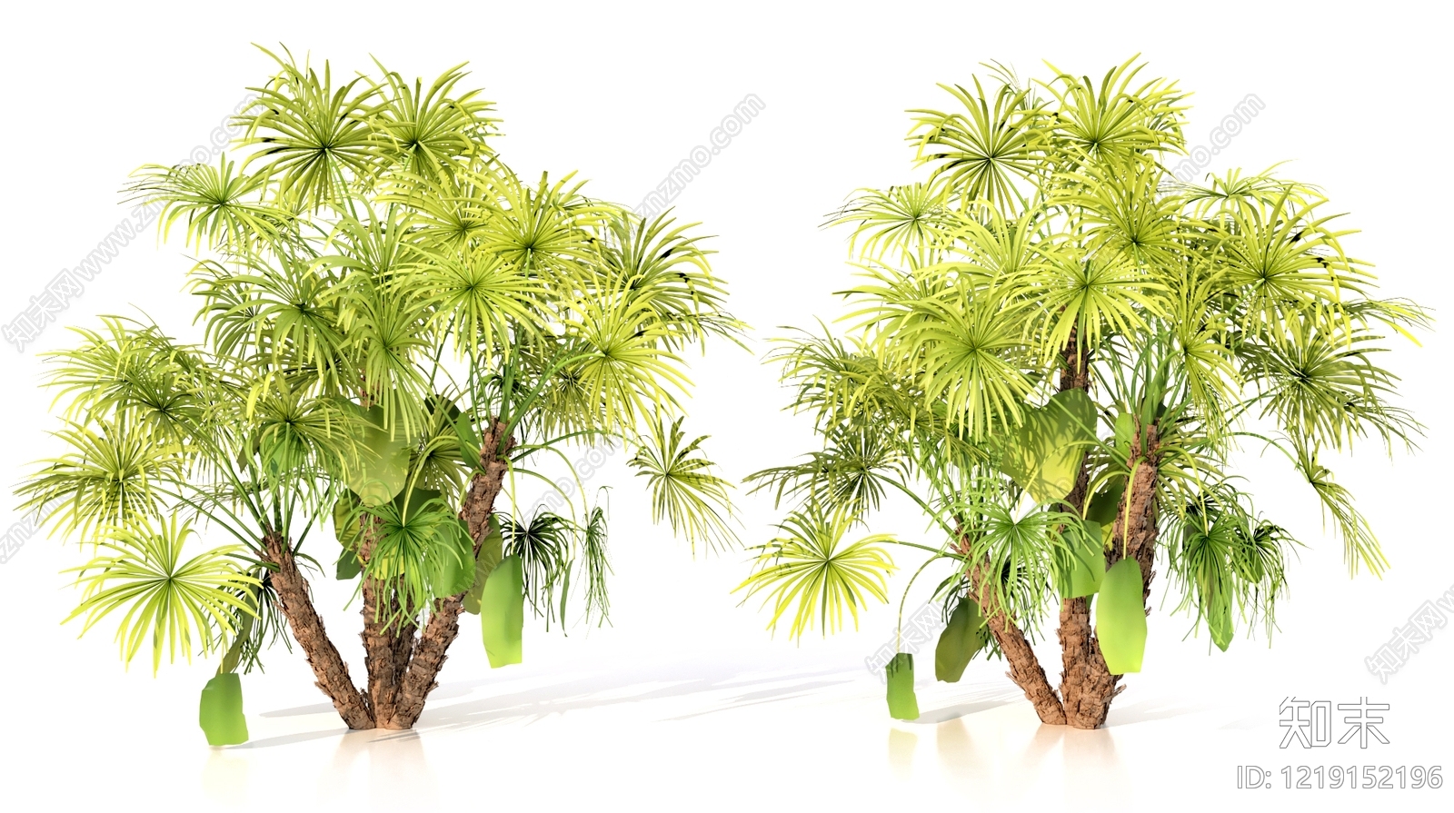 热带植物景观风格景观树3D模型渲染效果图