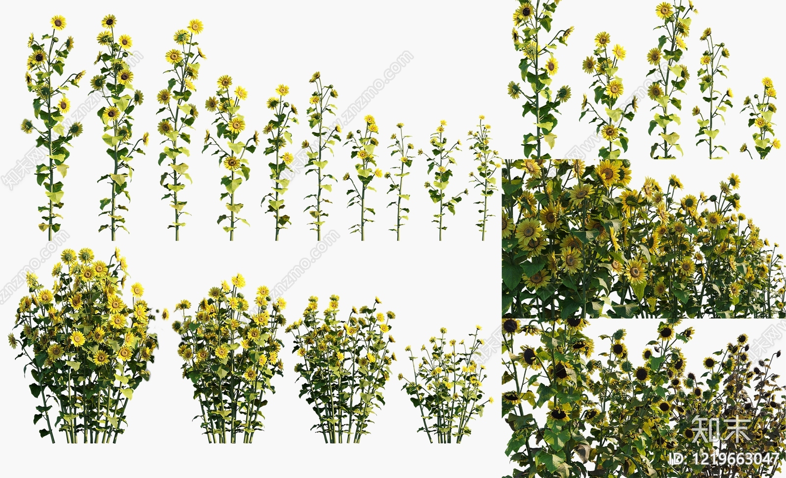 自然主义景观草本植物3D模型渲染效果图