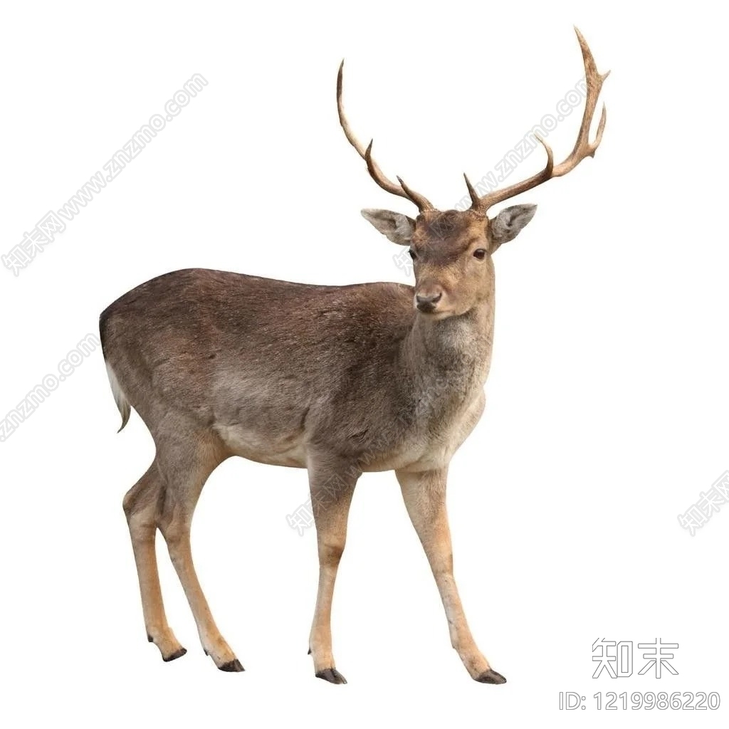 家禽动物SU模型下载【ID:1219986220】