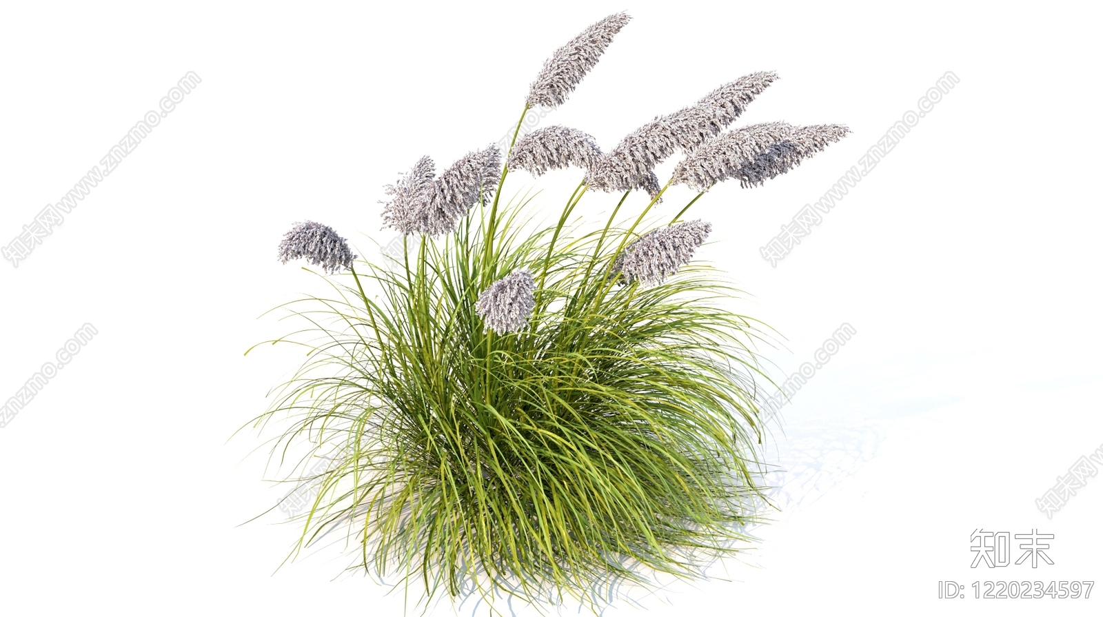 自然野趣景观草本植物3D模型渲染效果图