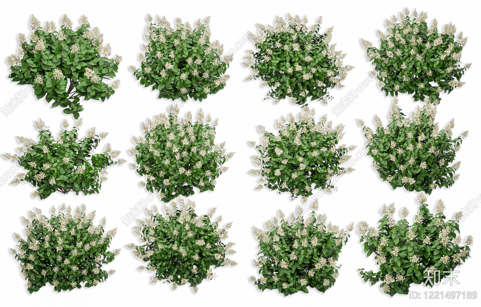 null草本植物SU模型下载【ID:1221497189】