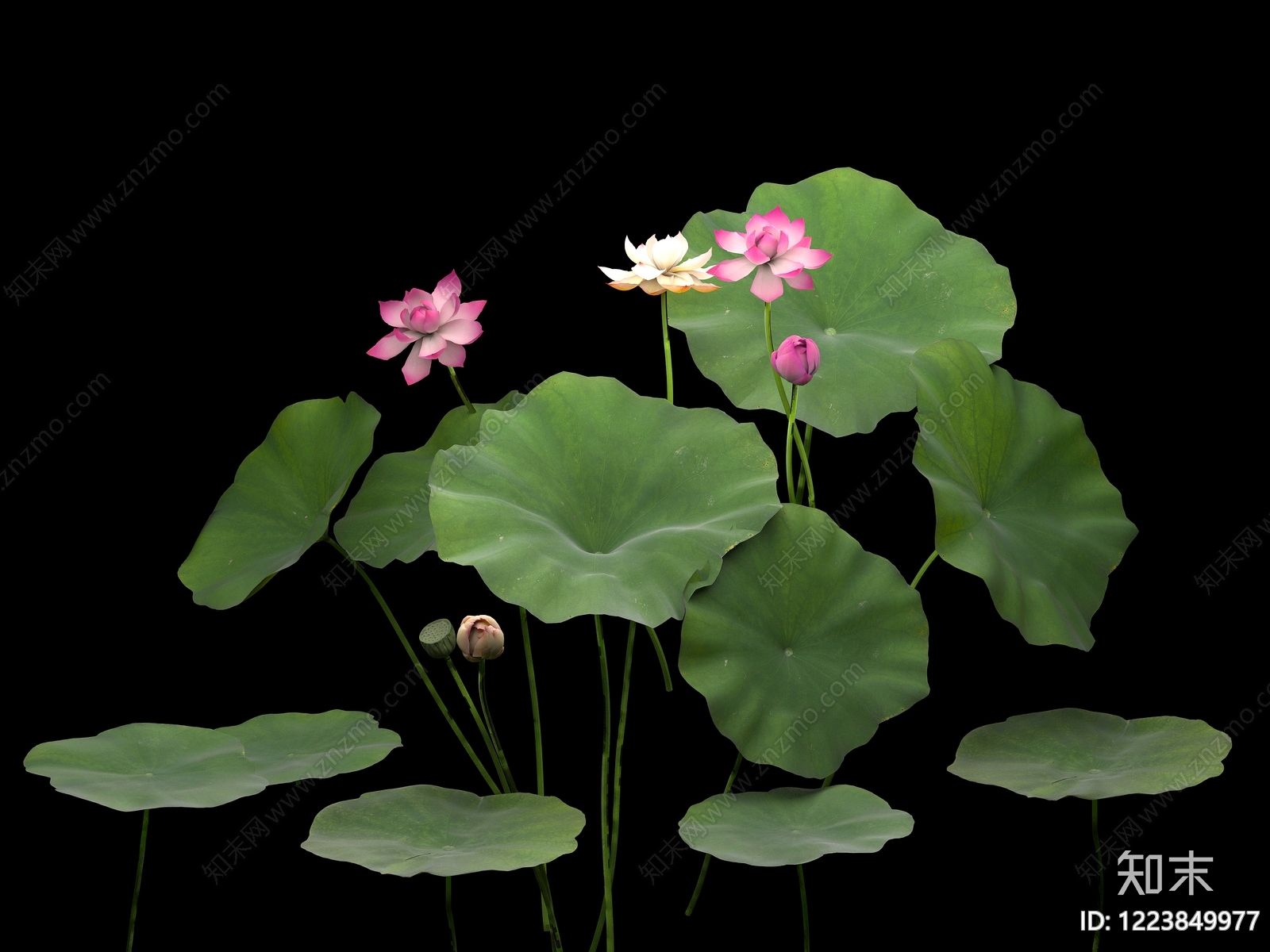中式水生植物3D模型下载【ID:1223849977】