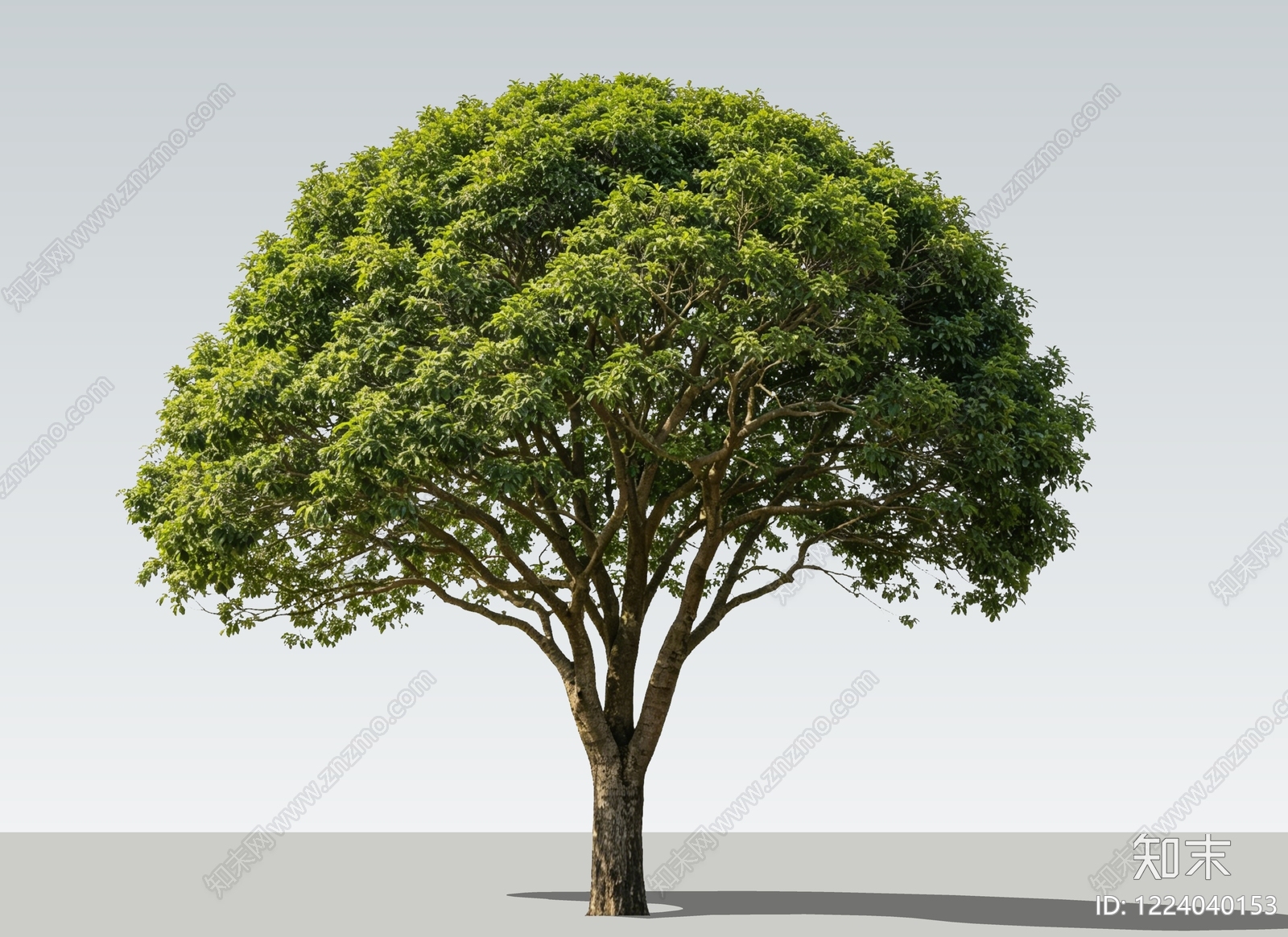 乔木SU模型下载【ID:1224040153】