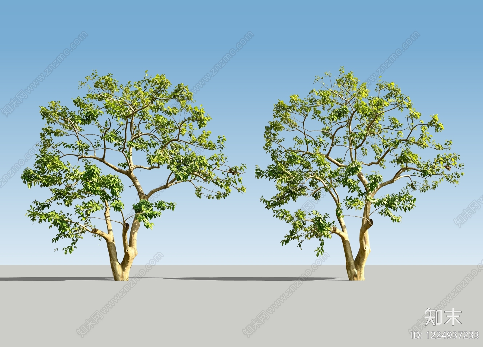 极简乔木SU模型下载【ID:1224937233】