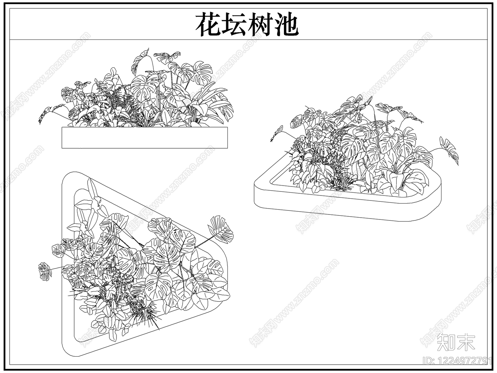 乔木种植CAD图纸