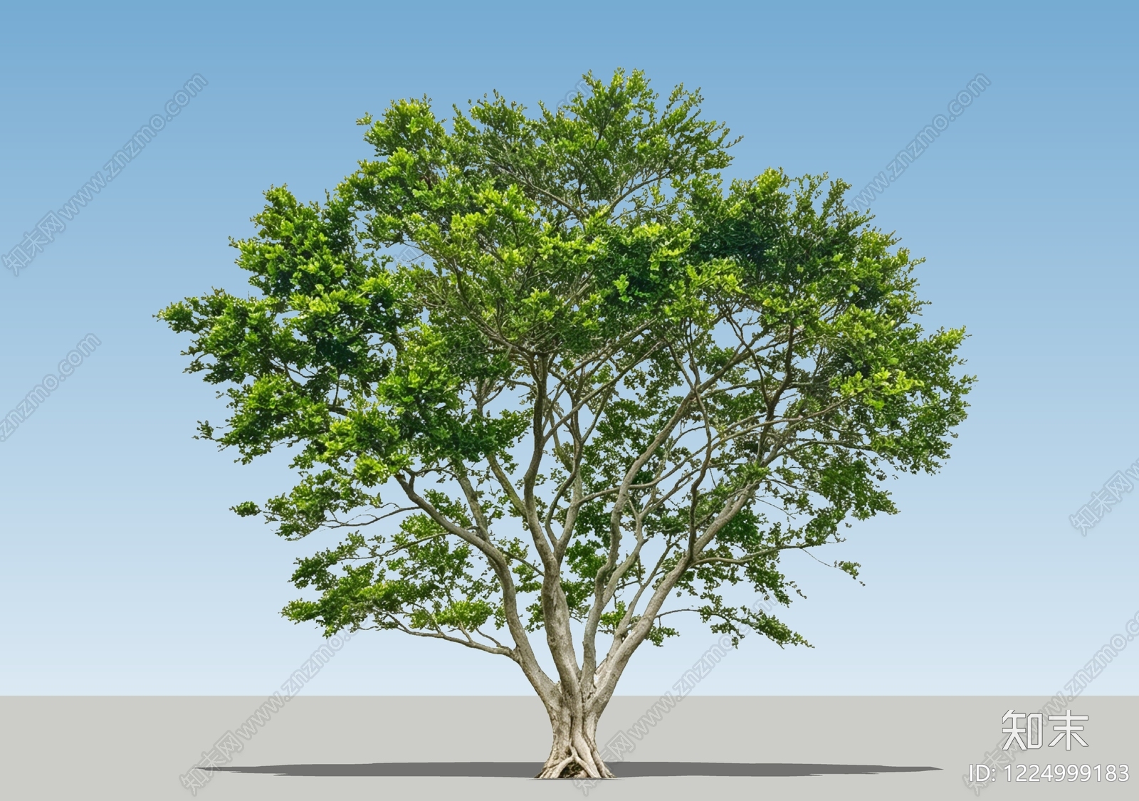 极简乔木SU模型下载【ID:1224999183】
