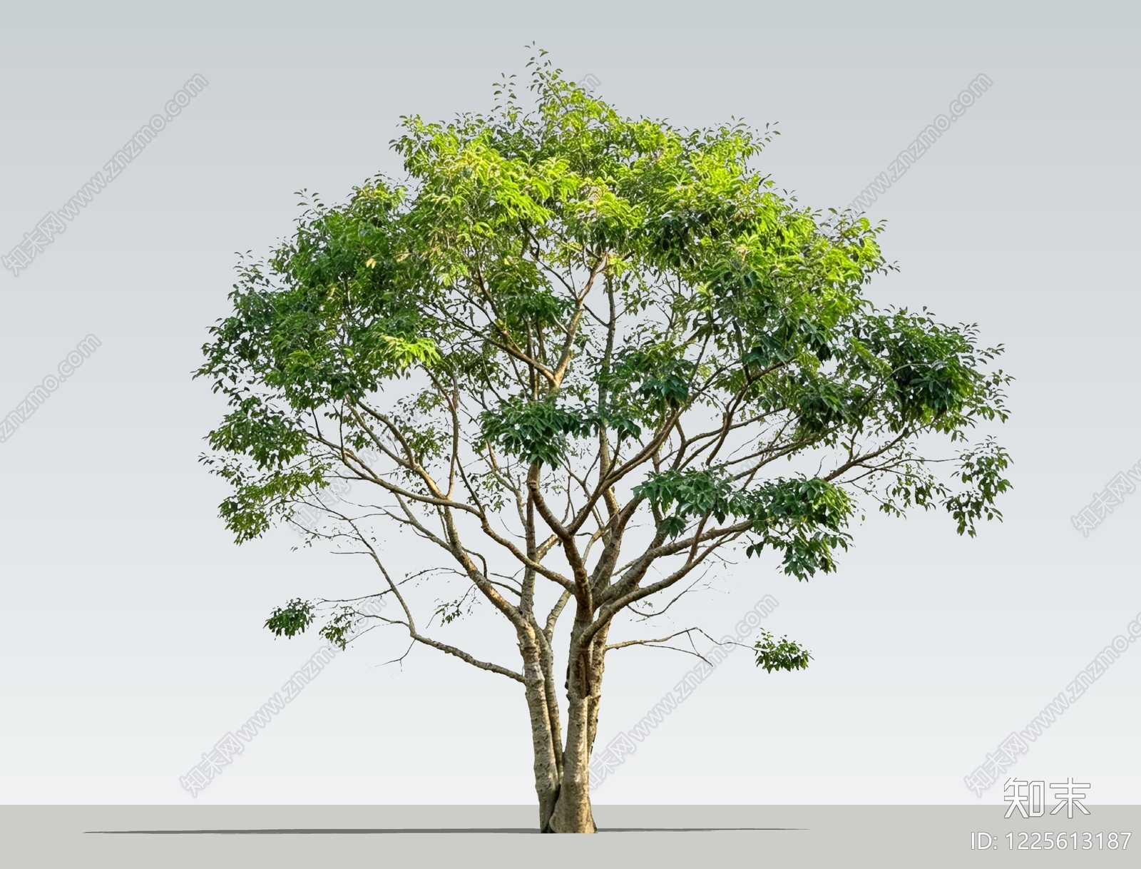 乔木SU模型下载【ID:1225613187】