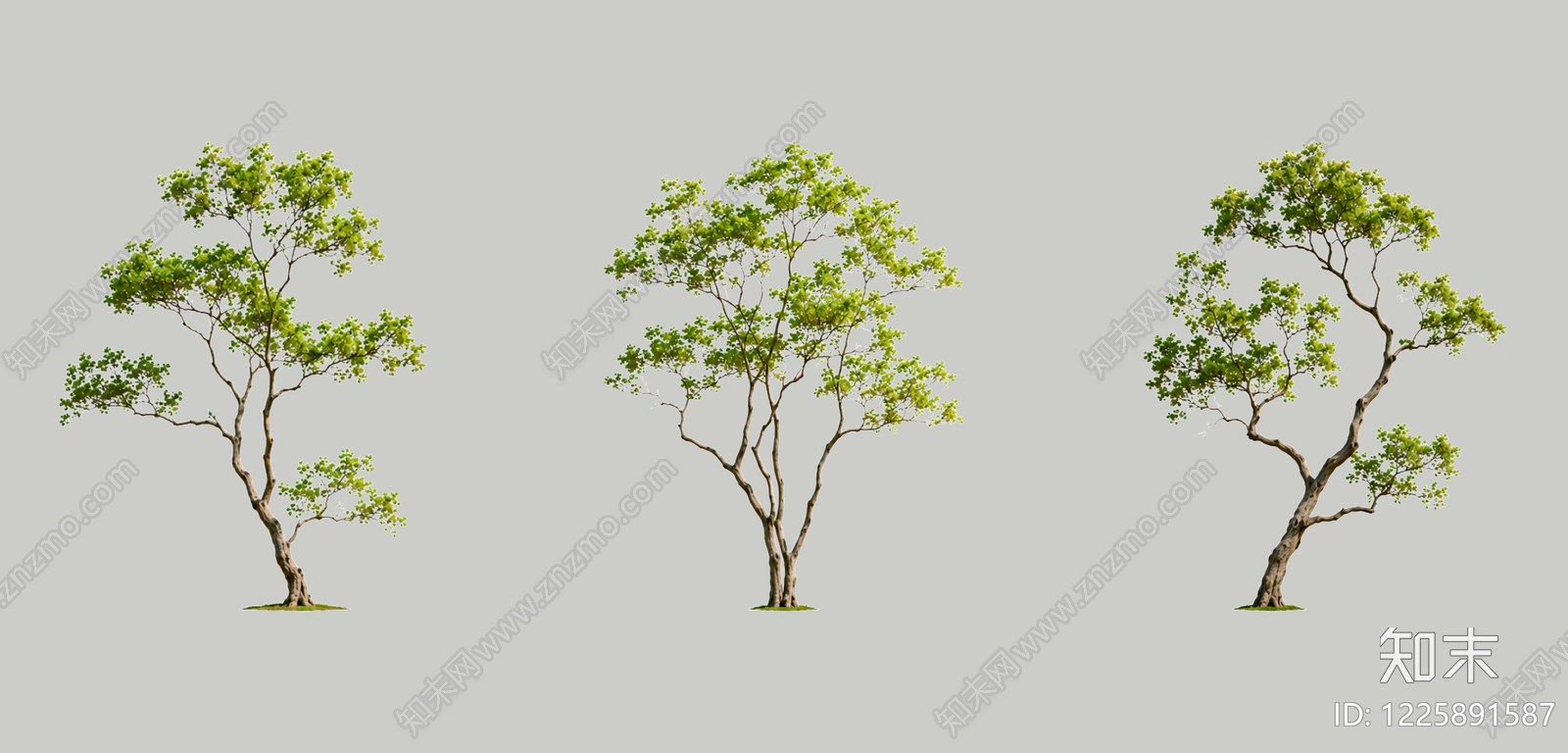 禅意乔木SU模型下载【ID:1225891587】