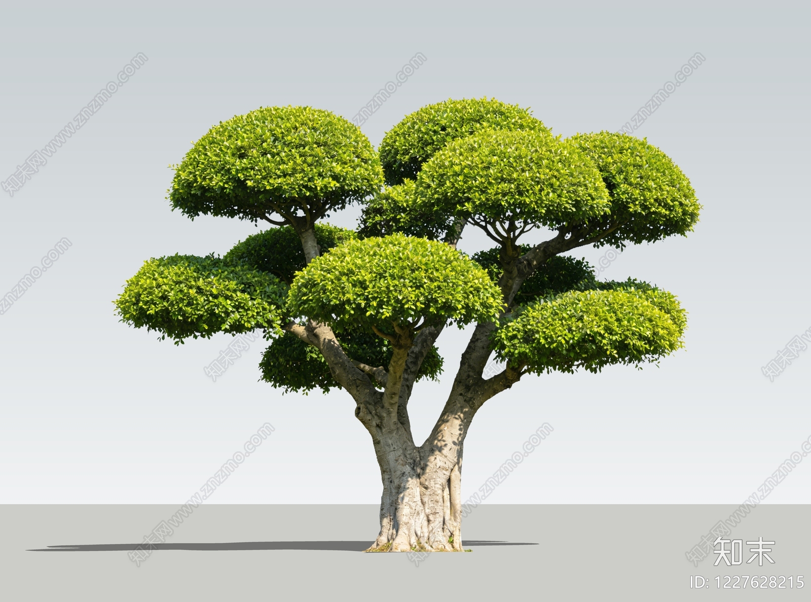 新中式景观乔木SU模型草图