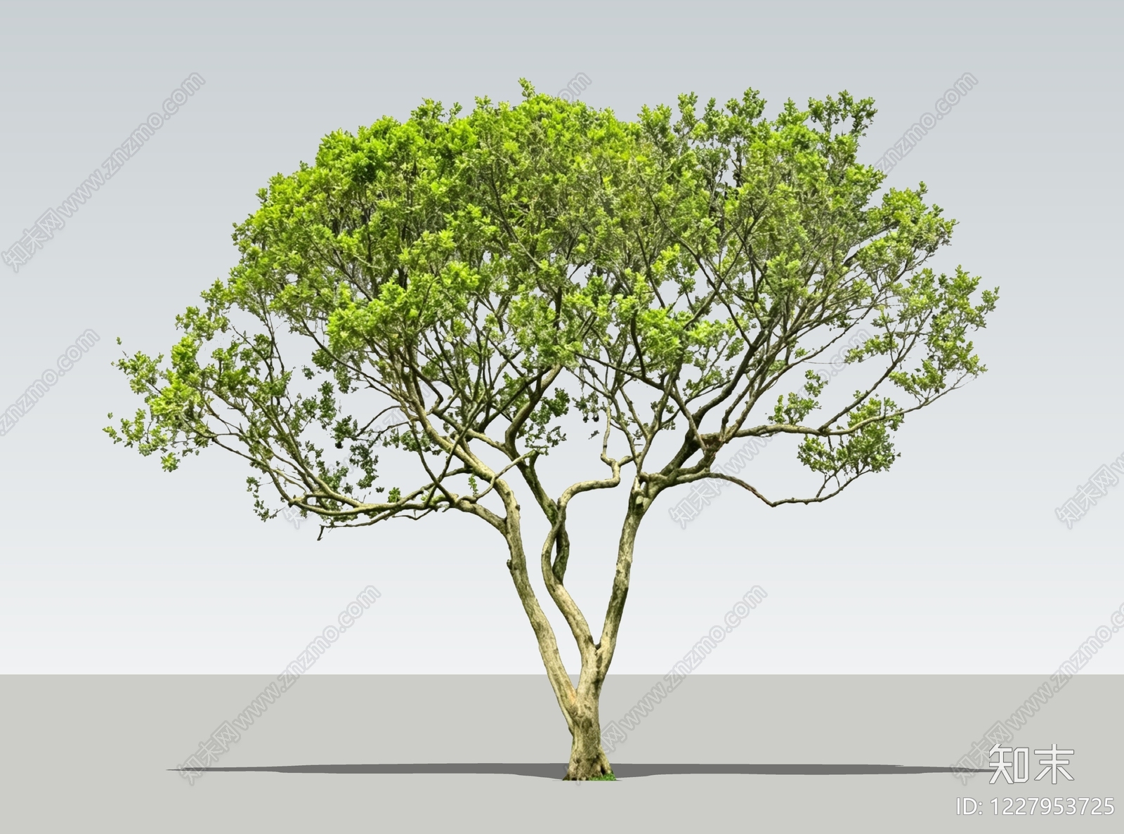 乔木SU模型下载【ID:1227953725】